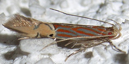 ベニモントガリホソガ カザリバガ科カザリバガ亜科