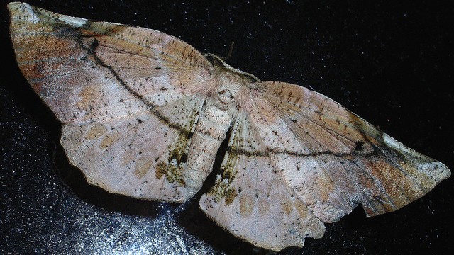 エグリイチモンジエダシャク シャクガ科エダシャク亜科
