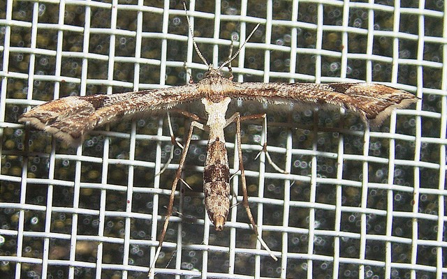 エゾギクトリバ トリバガ科カマトリバガ亜科