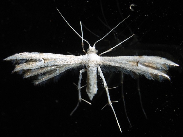 フキトリバ トリバガ科カマトリバ亜科