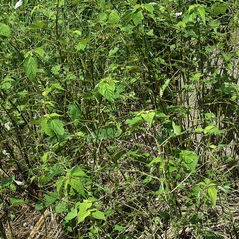 フクラスズメ ヤガ科シタバガ亜科