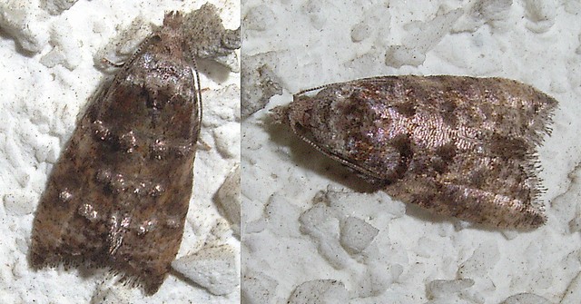 キバガ科?の1種