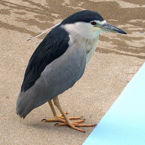 ゴイサギ