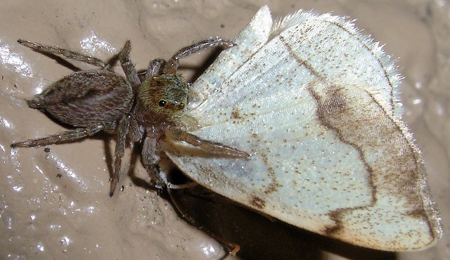 ガを捕食するハエトリグモ