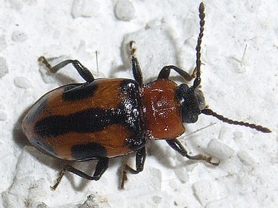 ヨツボシテントウダマシ