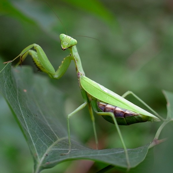 ハラビロカマキリ