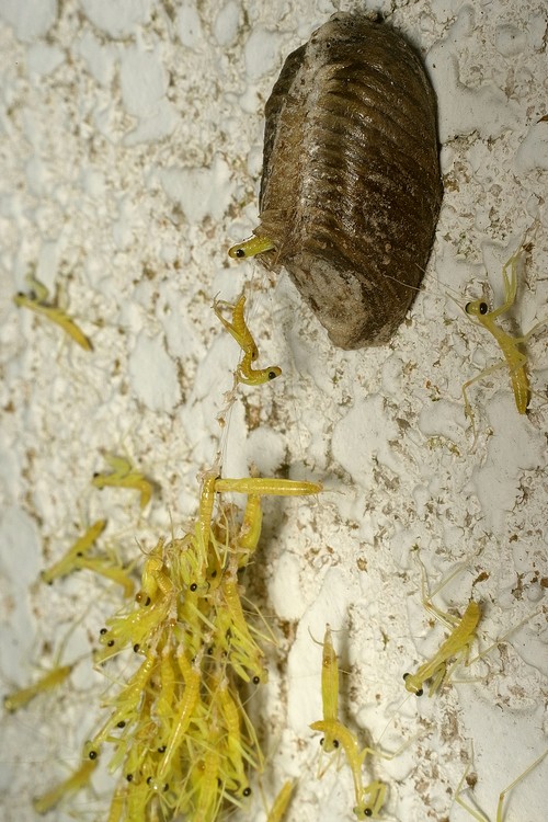 ハラビロカマキリ