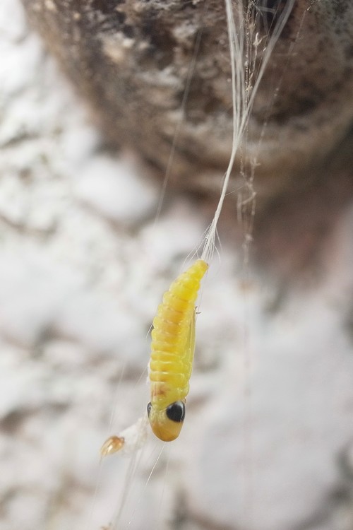 ハラビロカマキリ