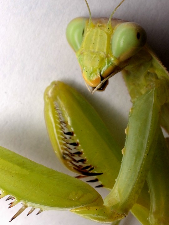 ハラビロカマキリ