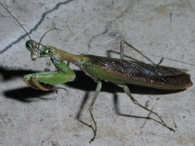 ヒメカマキリ