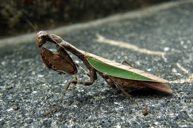 ヒメカマキリ