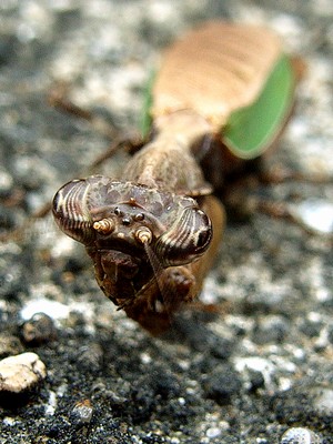 ヒメカマキリ