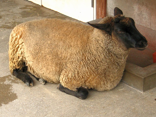 ヒツジ
