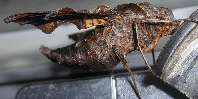 ホシヒメホウジャク スズメガ科ホウジャク亜科