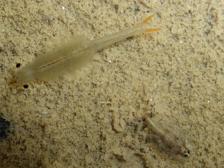ホウネンエビ・アメリカカブトエビ