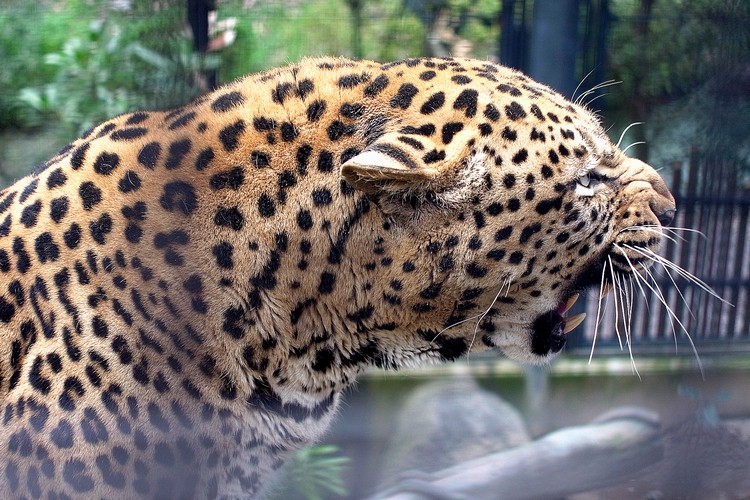 ヒョウ