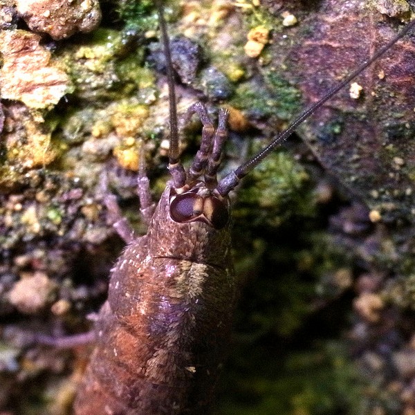 イシノミの1種