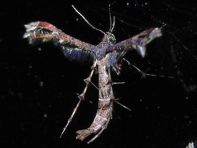 イッシキブドウトリバ トリバガ科カマトリバガ亜科