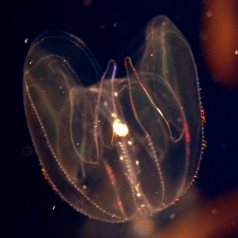 カブトクラゲ
