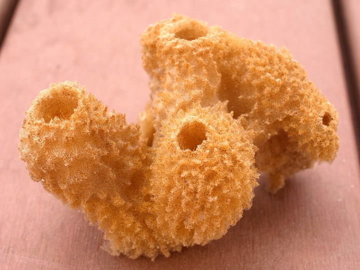 カイメンの1種