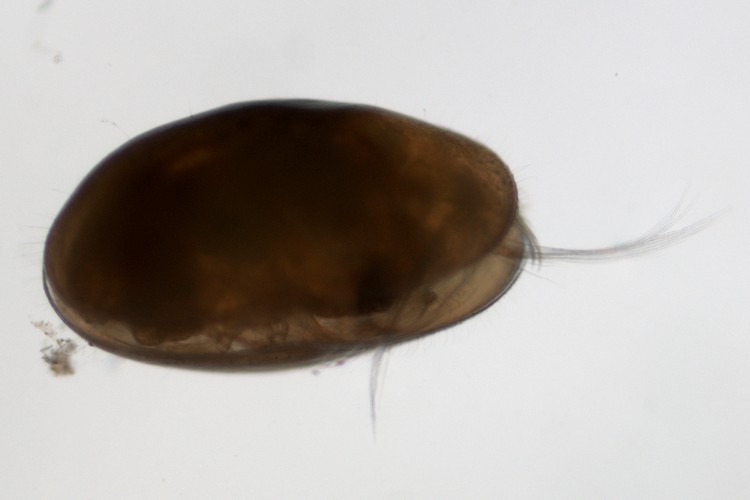 カイミジンコの1種