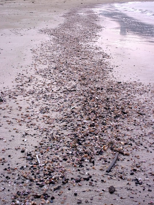 砂浜拾得物