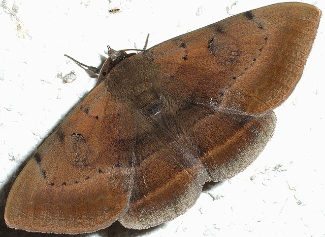 カキバトモエ ヤガ科シタバガ亜科