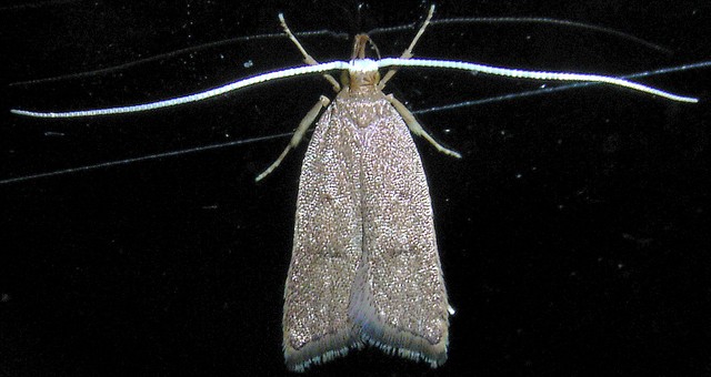 カクバネヒゲナガキバガ ヒゲナガキバガ科ホソバヒゲナガキバガ亜科