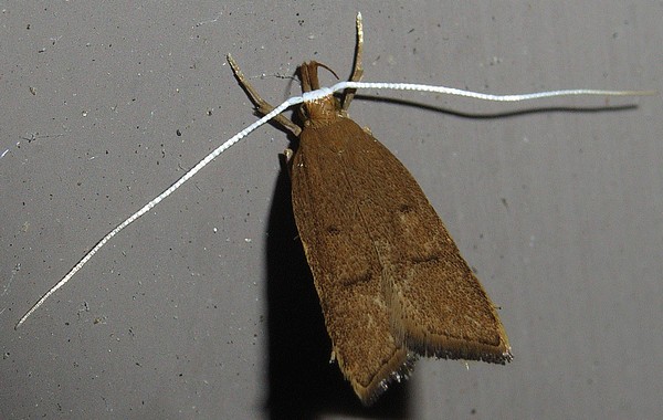 カクバネヒゲナガキバガ ヒゲナガキバガ科ホソバヒゲナガキバガ亜科
