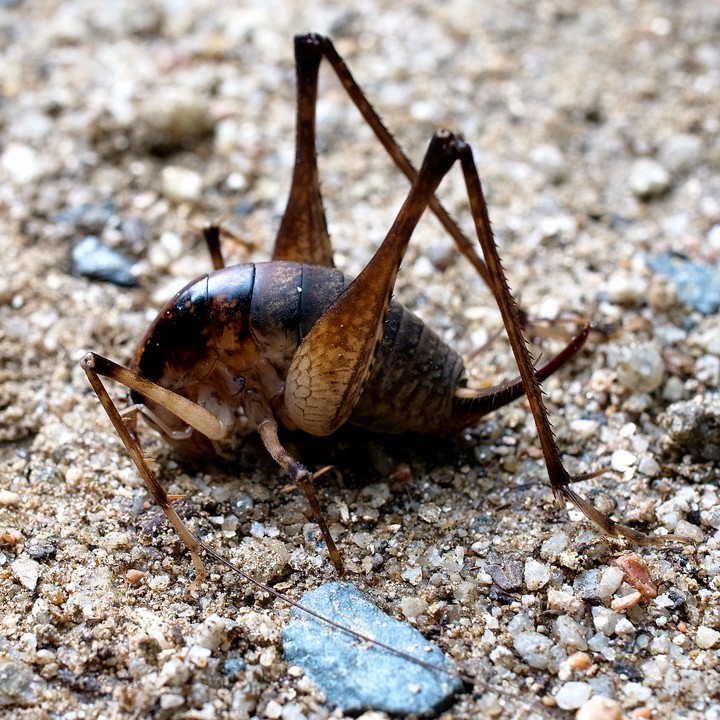 カマドウマの1種