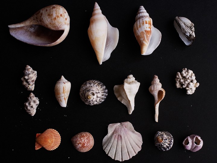 砂浜拾得物