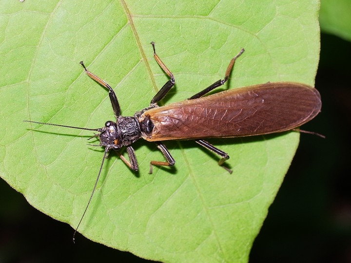 カワゲラの1種