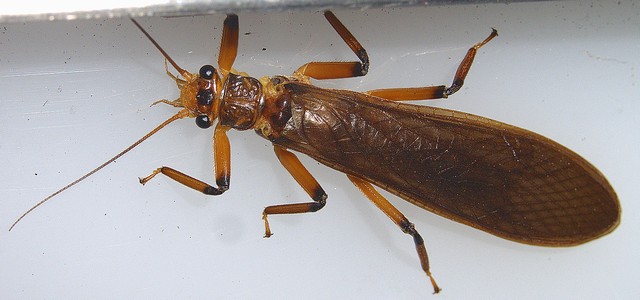 カワゲラの1種