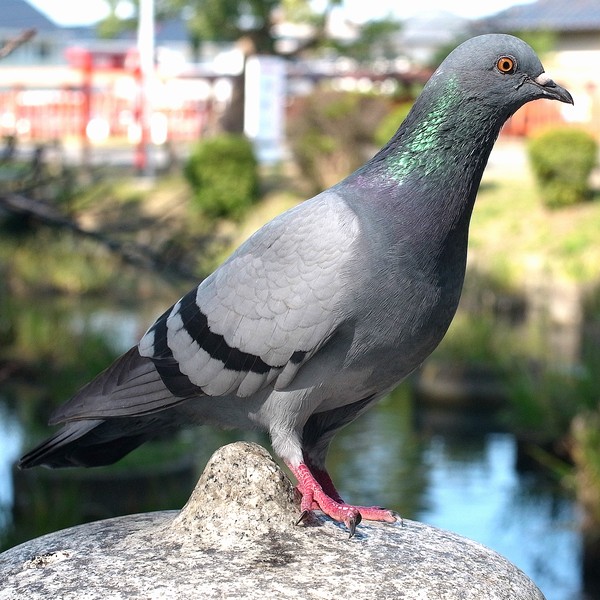 カワラバト