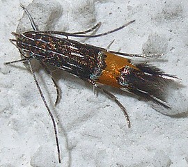 カザリバ カザリバガ科カザリバガ亜科