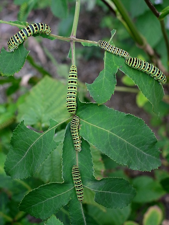 キアゲハ幼虫