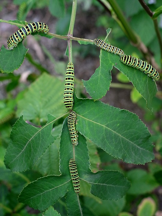 キアゲハ幼虫