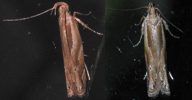 キバガ科?の1種