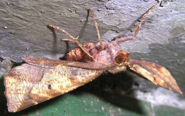 キバラエダシャク シャクガ科エダシャク亜科