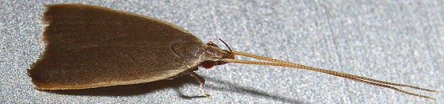 キベリハイヒゲナガキバガ ヒゲナガキバガ科ホソバヒゲナガキバガ亜科