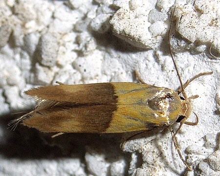 キイロマイコガ マルハキバガ科ニセマイコガ亜科