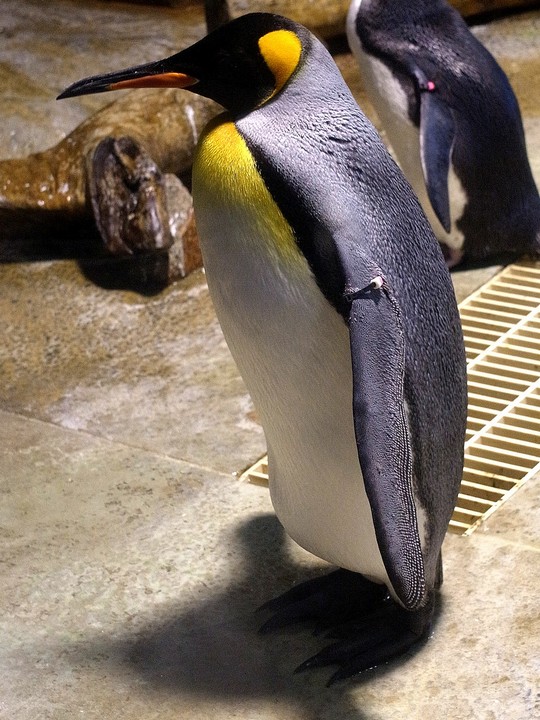 キングペンギン