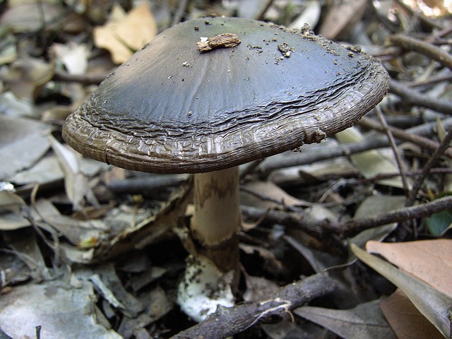 キノコの1種