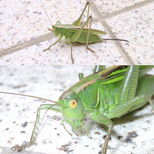 キリギリス
