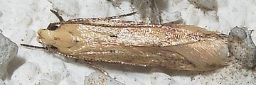 コフサキバガ? キバガ科Dichomeridinae
