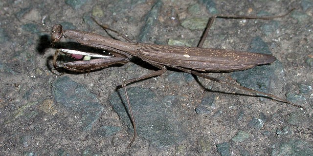 コカマキリ