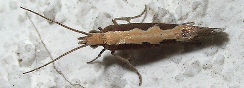 コナガ ナガ科