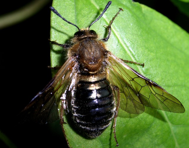 コンボウハバチの1種