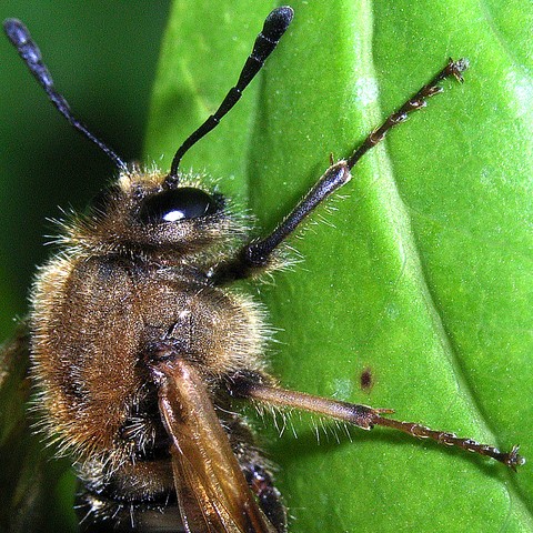 コンボウハバチの1種