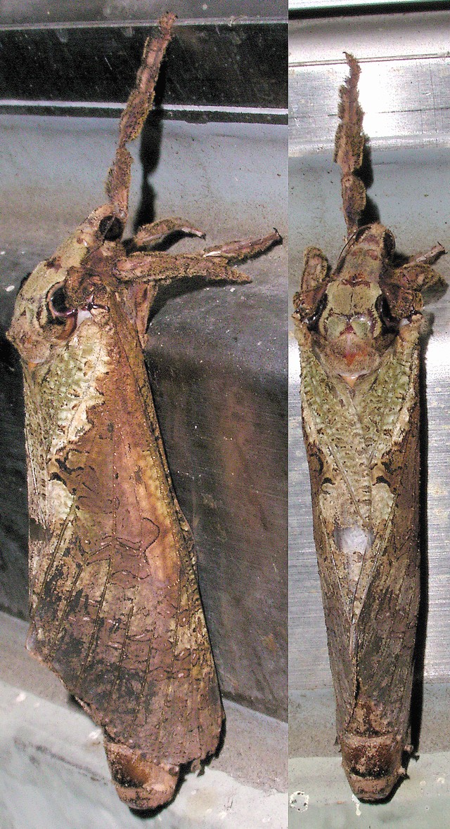 コウモリガ コウモリガ科
